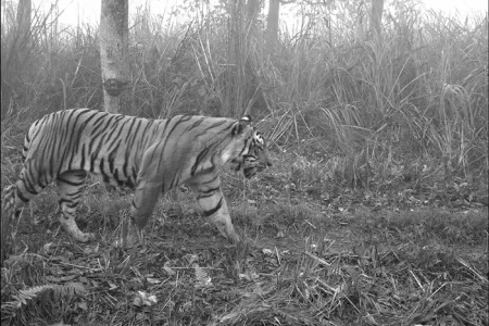 Tiger Camera Trap3
