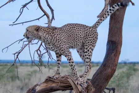 A photo of a cheetah perched in a tree