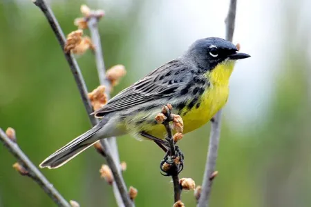 endangered kirtlands warbler