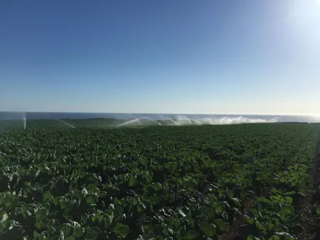A field of crops being irrigated 
