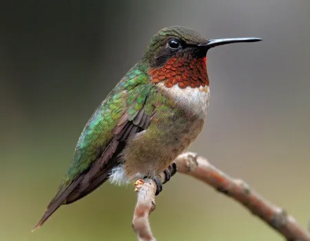 A hummingbird sitting on a branch