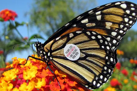 monarch butterfly with tag