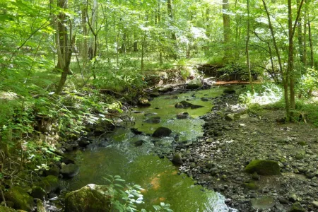 A stream running through a green forest