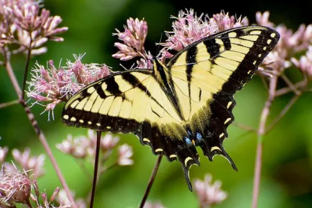 An Eastern swallowtail butterfly in front of some pink flowers