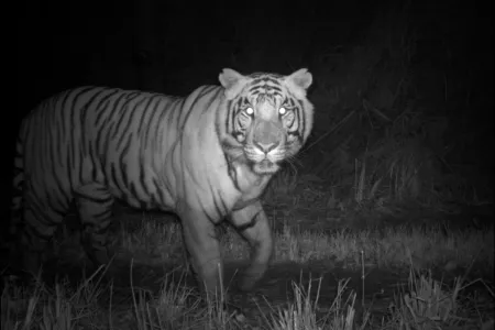 camera trap tiger