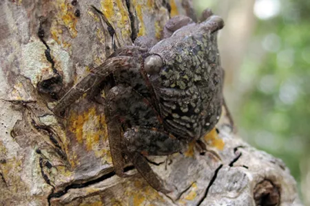 leaping mangrove crab