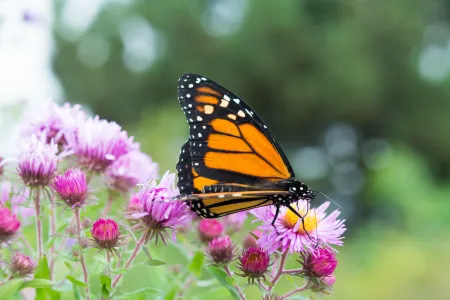 A monarch butterfly resting on some pink flowers