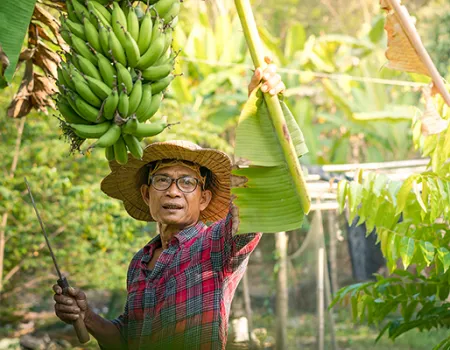 Man harvesting bananas