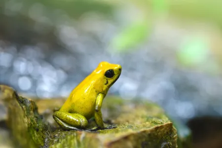 A golden poison dart frog sitting on a rock