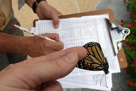 A person holding a monarch butterfly while someone else records notes