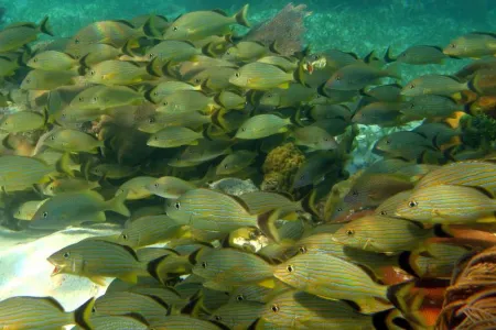 fish in coral reef