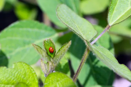 A ladybug eating aphids on a soybean plant