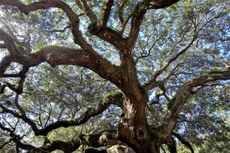 A large oak tree