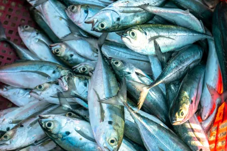 Caught mackerel in a basket