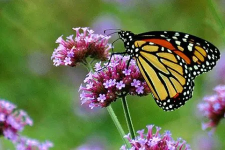Monarch on purple flower