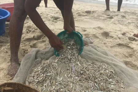   A woman emptying the fish she caught using a mosquito net