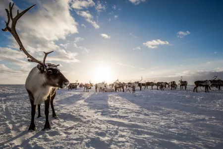 A reindeer standing in the foreground with a group of reindeer standing in the background