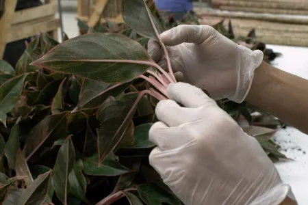 A pair of gloved hands inspecting a plant's leaves for pests