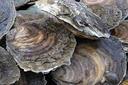 oyster shells