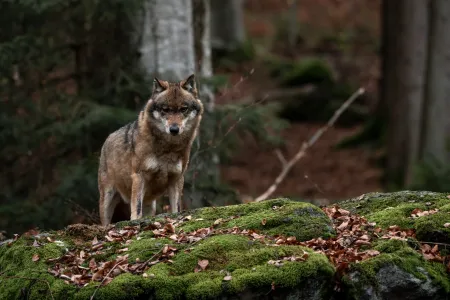 A photo of a wolf standing in a forest