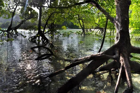 Mangrove trees over water