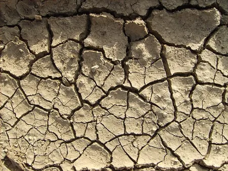 Dry, cracked mud