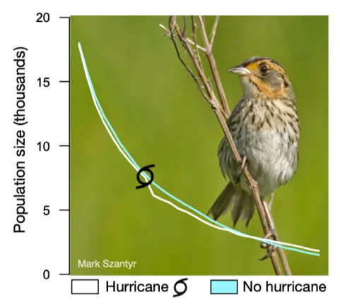 A figure showing the relationship between hurricanes and population size of coastal bird species