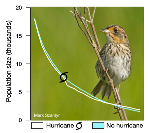 A figure showing the relationship between hurricanes and population size of coastal bird species