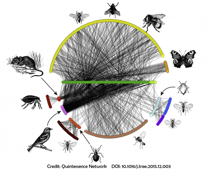 circle of animals connected by lines