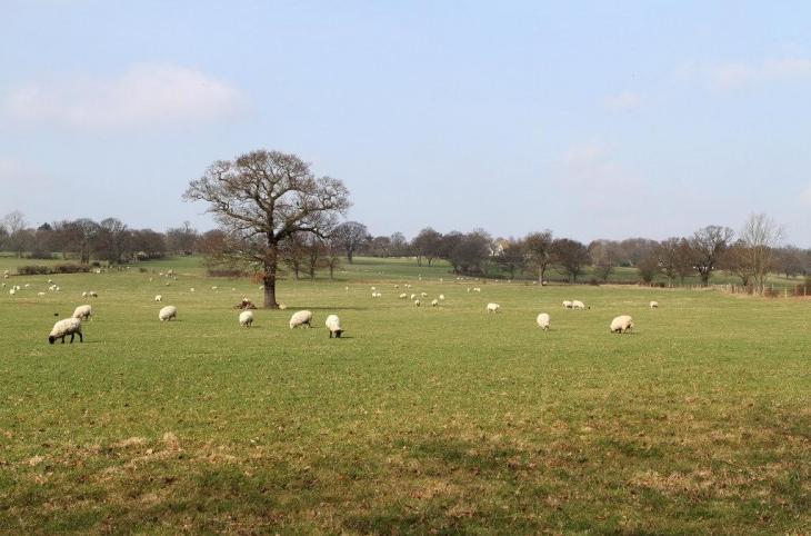 sheep grazing 