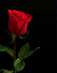 A closeup of a single red rose against a black backdrop